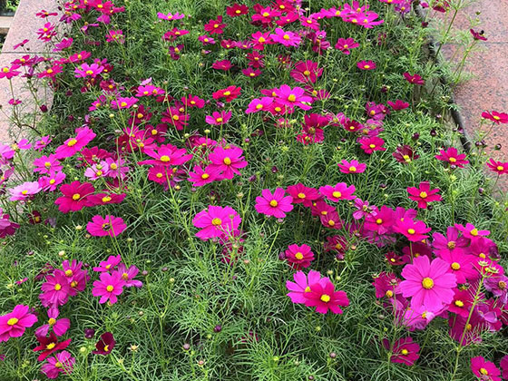 莆田仿真鲜花-绿化别墅花园设计